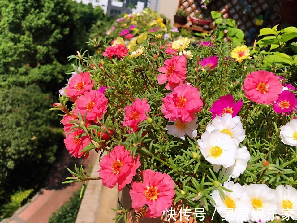 太阳花|不懂养花方法就养4种花，只管浇水，松松长到爆盆