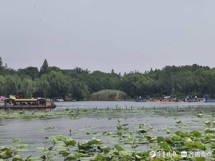 李培乐|河面鲜见荷花，到济南大明湖赏荷还要再等等