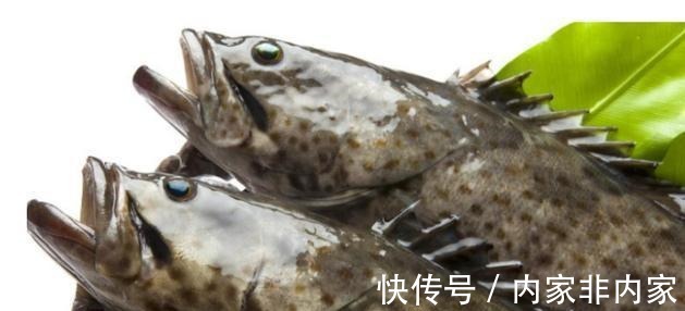 石斑鱼|公认最好吃的5种鱼,全吃过的是土豪