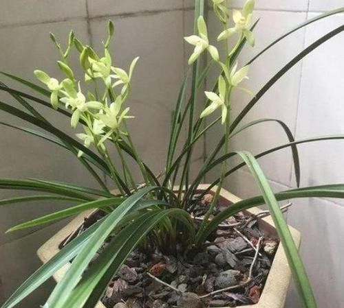 盆栽|盆栽花草该如何正确浇水掌握3点诀窍,不用怕浇一盆死一盆