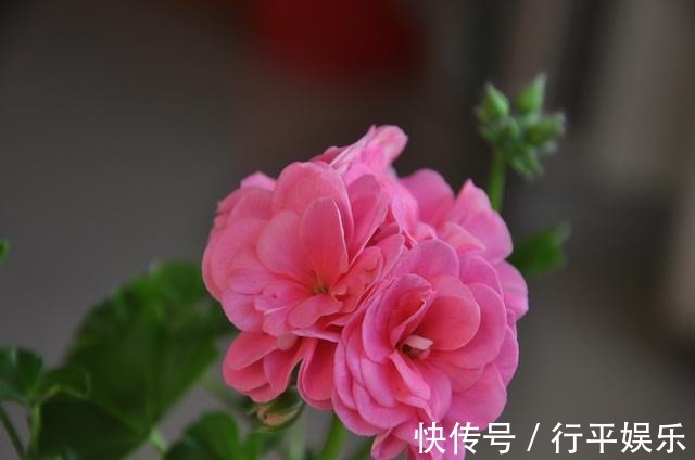 玫瑰|阳台养这1种花卉,一年四季都很勤劳地开花,和“玫瑰”一样美丽