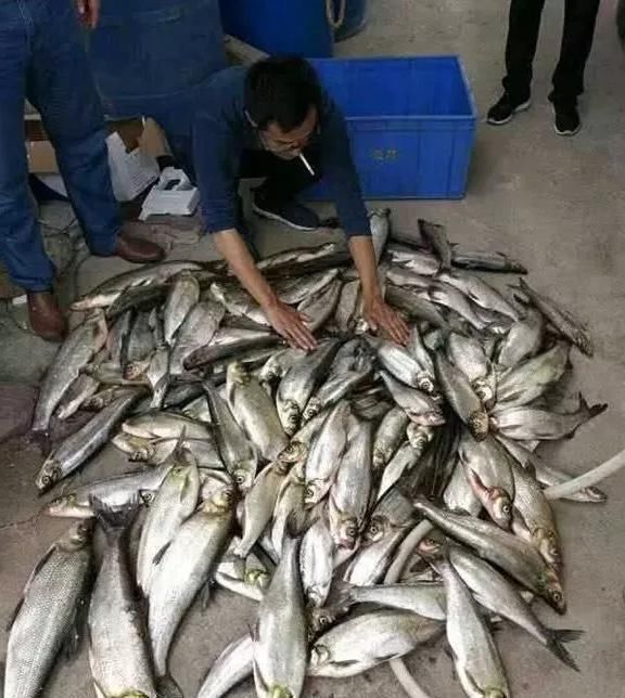 垂钓|一夜钓几百斤翘嘴！泥鳅钓法再引骂战，有人支持有人怒骂