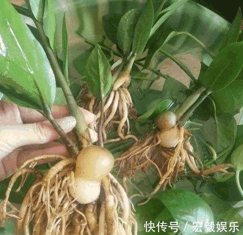 6种“吉利花”养在客厅里,一帆风顺,运气好,日子越过越顺当