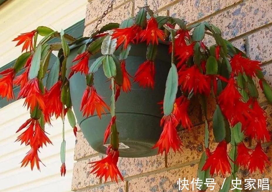 掌握住4个小诀窍，11月居家盆栽蟹爪兰，开花就能又多又艳丽