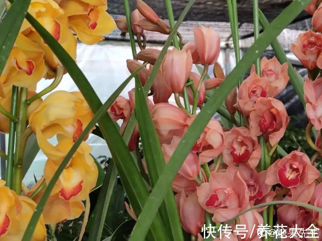 绣球|10种花不怕冷,先别搬进屋,放外面冻一冻,开花更旺