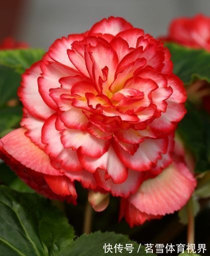 春节过后养几款艳丽的花卉,长势旺盛开花美,花朵蹭蹭地冒