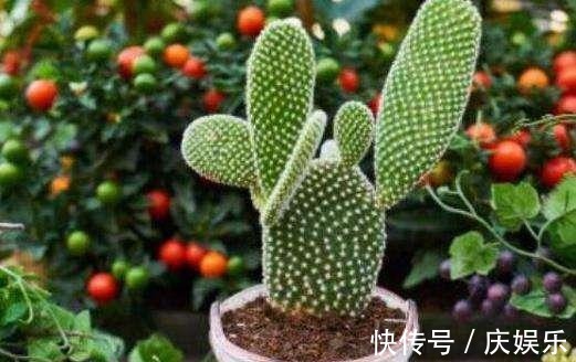 仙人掌“水”浇多了就烂根,问题不大,正确处理还能恢复!