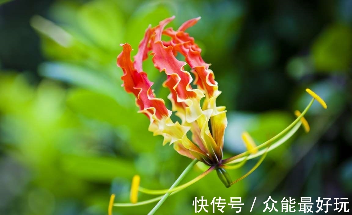 学名|旅行看世界：地球上最稀有的9种花，它们生长在哪儿，您见过吗？