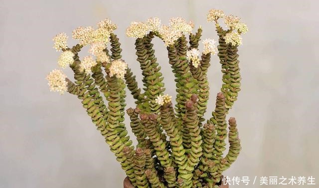 多肉植物有这几个症状,就是休眠了,了解清楚轻松度夏!