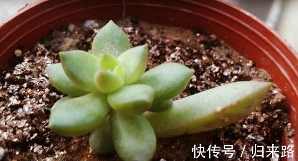 怕多肉冬季休眠该怎么办?盆栽这6样,耐寒好养,天冷不受影响