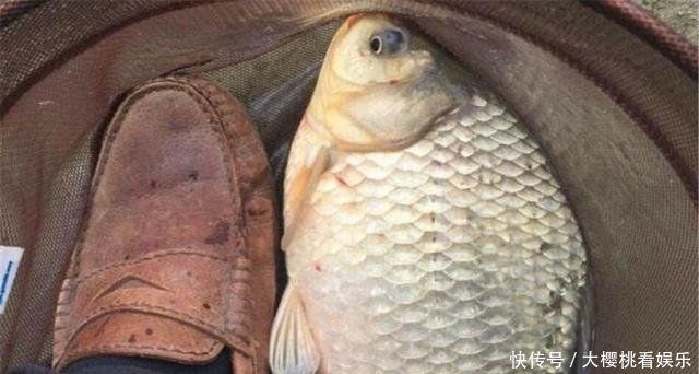 这东西常人难以接受,却是很不错的钓鱼饵料,钓鲫鱼鲤鱼效果绝佳