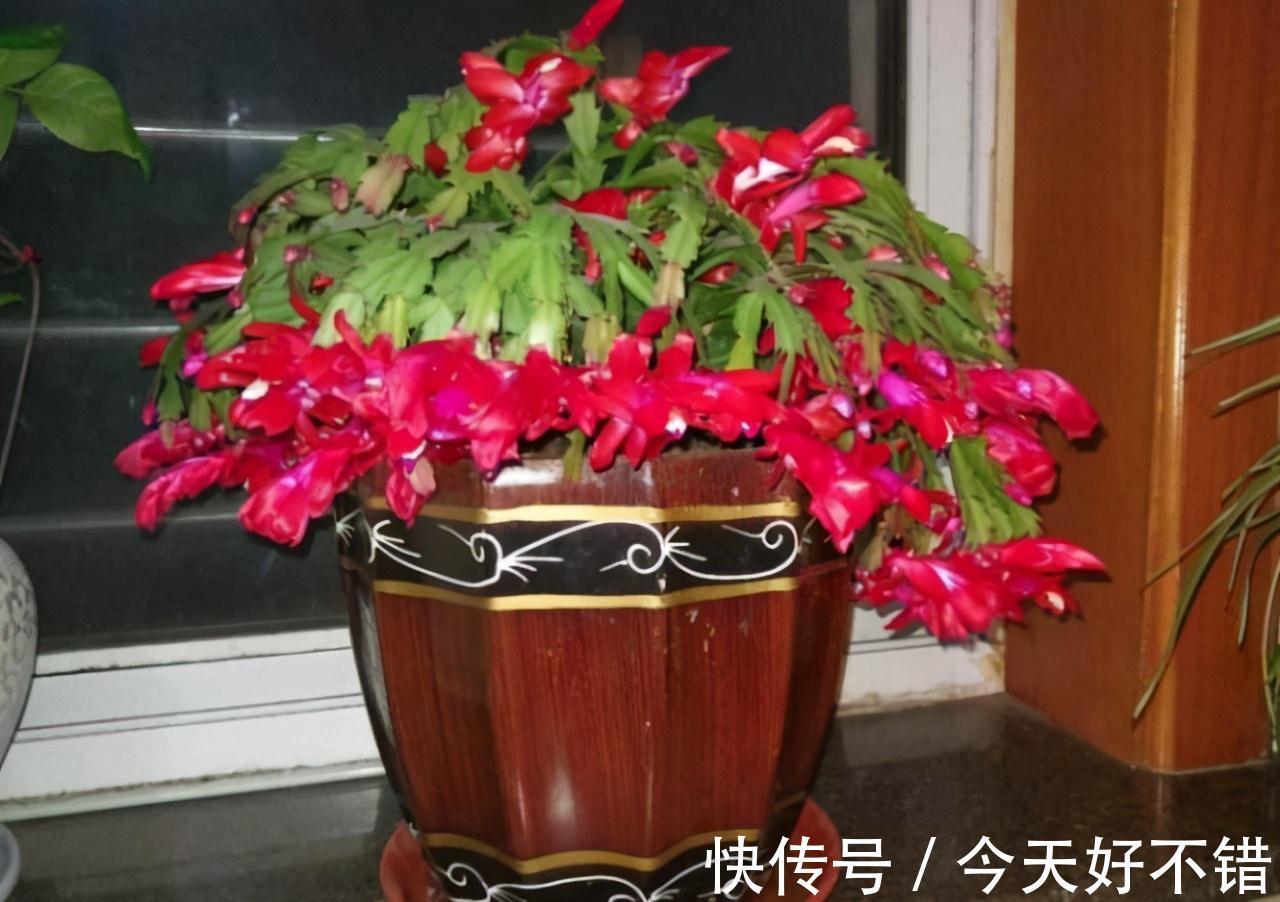 养花达人刘叔,只喂蟹爪兰1溶液,到了花期,长出的花卉直接爆盆