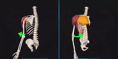 健身|几块“易被忽视训练”的重要肌肉，可能影响你的训练质量！