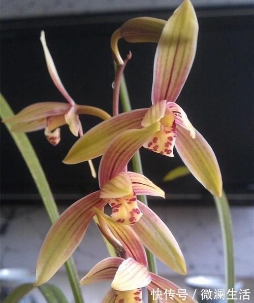 小桃红|可以食用的兰花,曾争相抢购,现在人手一盆,花色多变,香味扑鼻