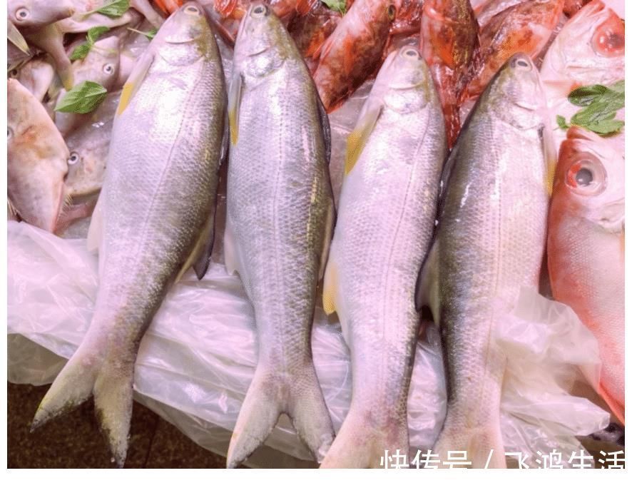 鱼肉|被误解很深的鱼，比马鲛好吃更营养，鱼肉似“千层糕”，我国独有