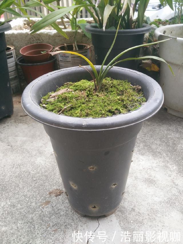 养兰|怀疑人生了，养护一年的兰花总是僵苗不见长，脱盆以后发现小秘密