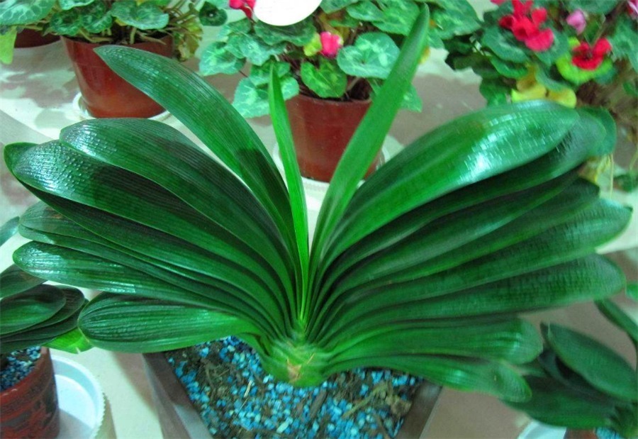 秋老虎过后养君子兰,尽早去做4件事,叶子整齐光亮,冬天开爆盆