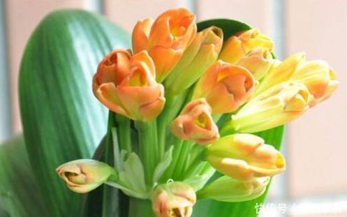 蓖麻籽|张大爷养君子兰,入秋就浇2种水,一年最少2次花,太养根了!