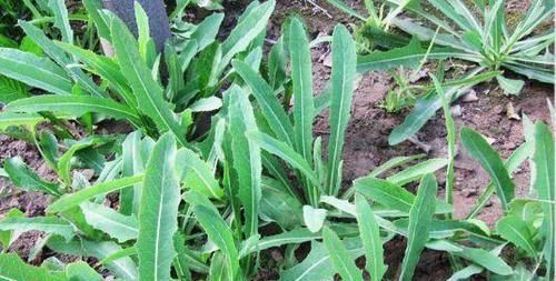 非传染性溃疡|乡村有些喂猪的野菜，具有镇咳、祛痰、治气喘和支气管炎等作用