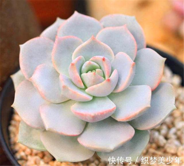 5种莹白如玉的白的白色多肉,洁白无瑕纯洁典雅,新手也能养得好