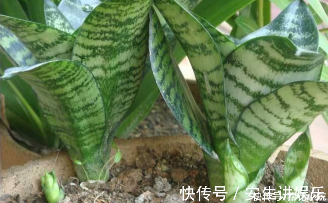 养分|虎皮兰爱喝“3种水”,经常用它浇一浇,不断冒新芽