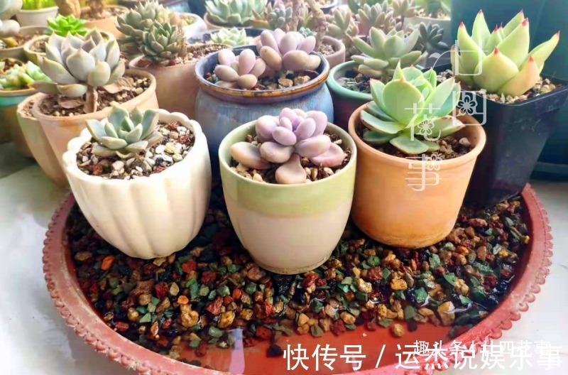 浇水|夏天不敢给多肉浇水？一个小妙招，轻松解决难题，适合新手和懒人