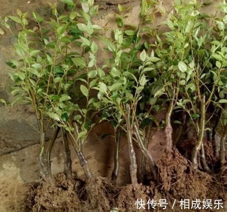 发财树|怪不得老公把发财树扔了,现阳台流行种此花卉,香飘满屋更迷人