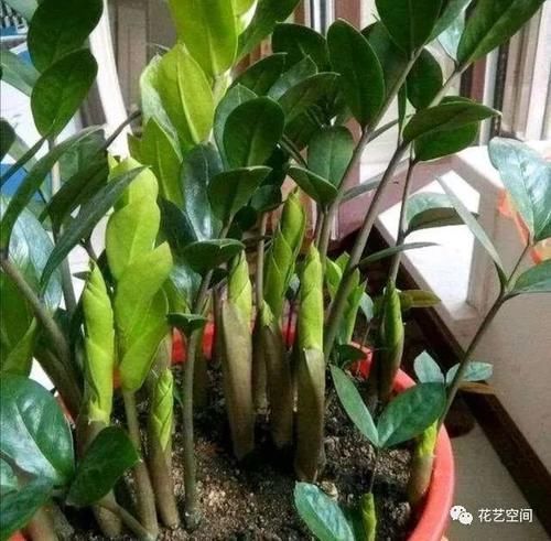 养分|养花万能水,每月用2次,补水补养分,还不用施肥!