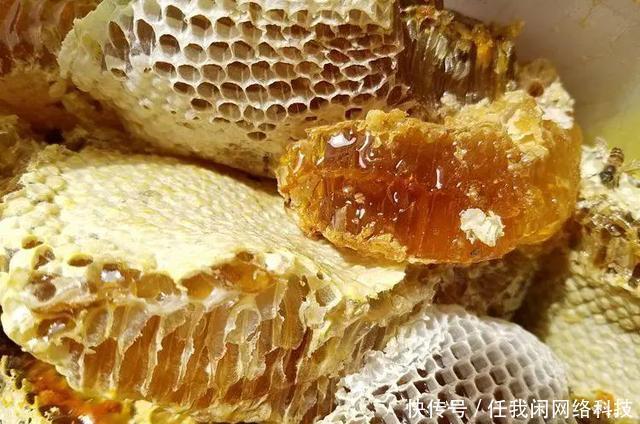 探访蜂农的心声：探寻中华蜜蜂的独特魅力