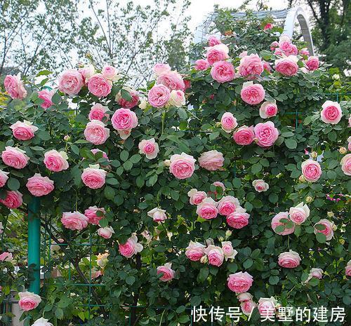 品种|懂花的人,钟爱4种花,开花容易爆,简单好打理