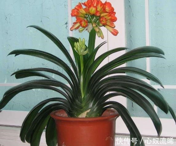 根系|给君子兰“喂点它”,7天猛窜白根,独苗变群兰,花大压弯枝!