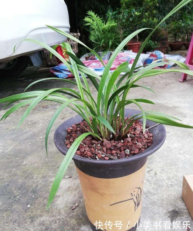 君子如兰|兰花“换盆死”怎么回事?避开这三点,否则让你白忙活