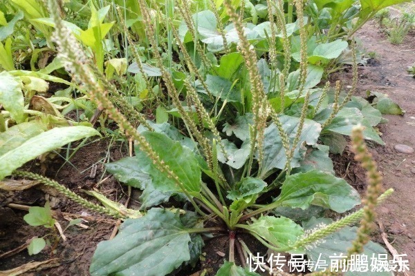 皮肤过敏|农村随处可见的车前草,不仅可以抗菌消炎,对我们还有许多好处