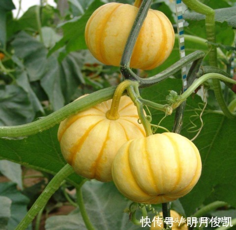 排毒养颜|晚餐吃此物等于“减肥药”,每天炒一盘,排毒养颜,吃出好身材