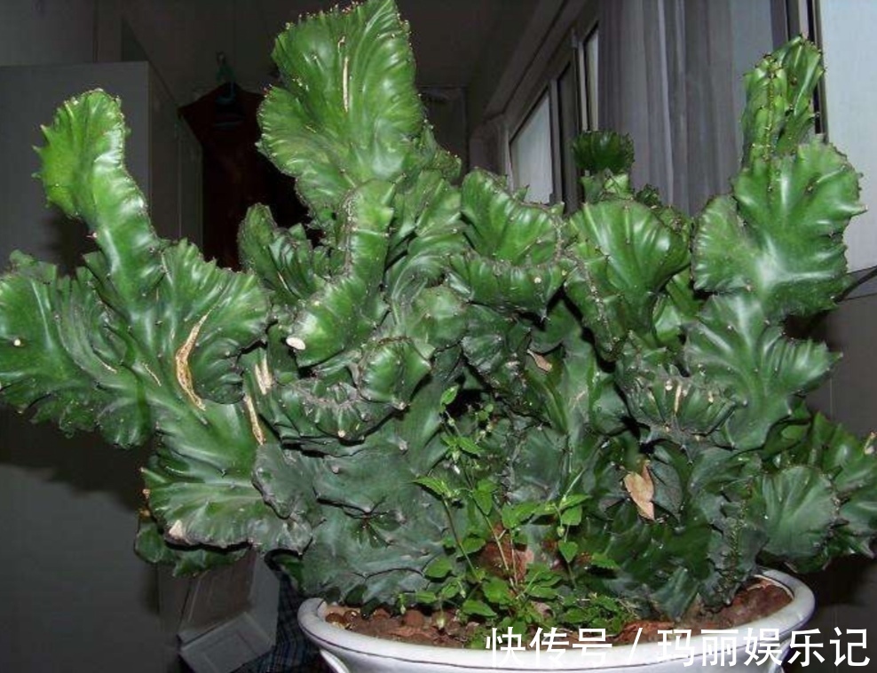 盆栽|别人嫌丑的“玉麒麟”，养家里却镇宅，养10年成“传家宝”