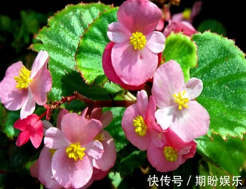 几种厕所总是有异味，不妨养这些花朵，香味四溢，强过空气清新剂