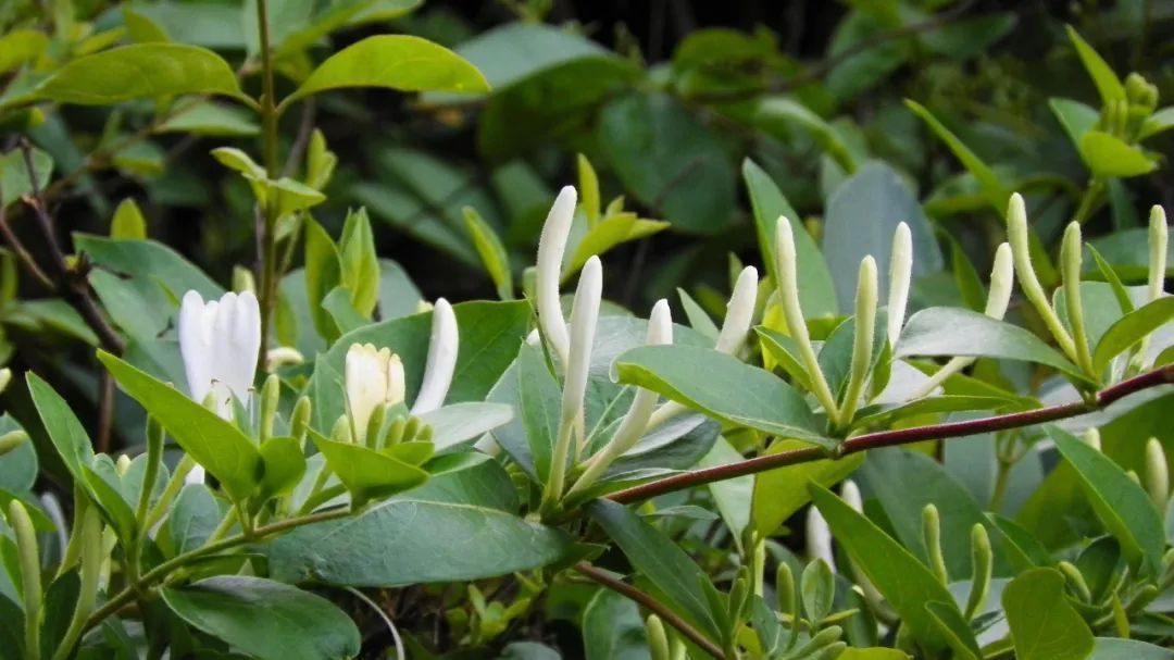 泡水|黄芪泡水的3个天然“搭档”,可排毒降火,第三个很多人都不知道