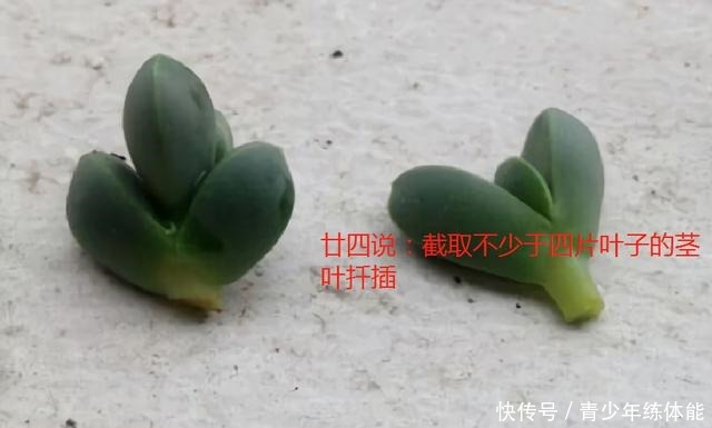 鹿角海棠这样养，爆盆长成“老桩树”，不皱不裂，状态迷人还开花！