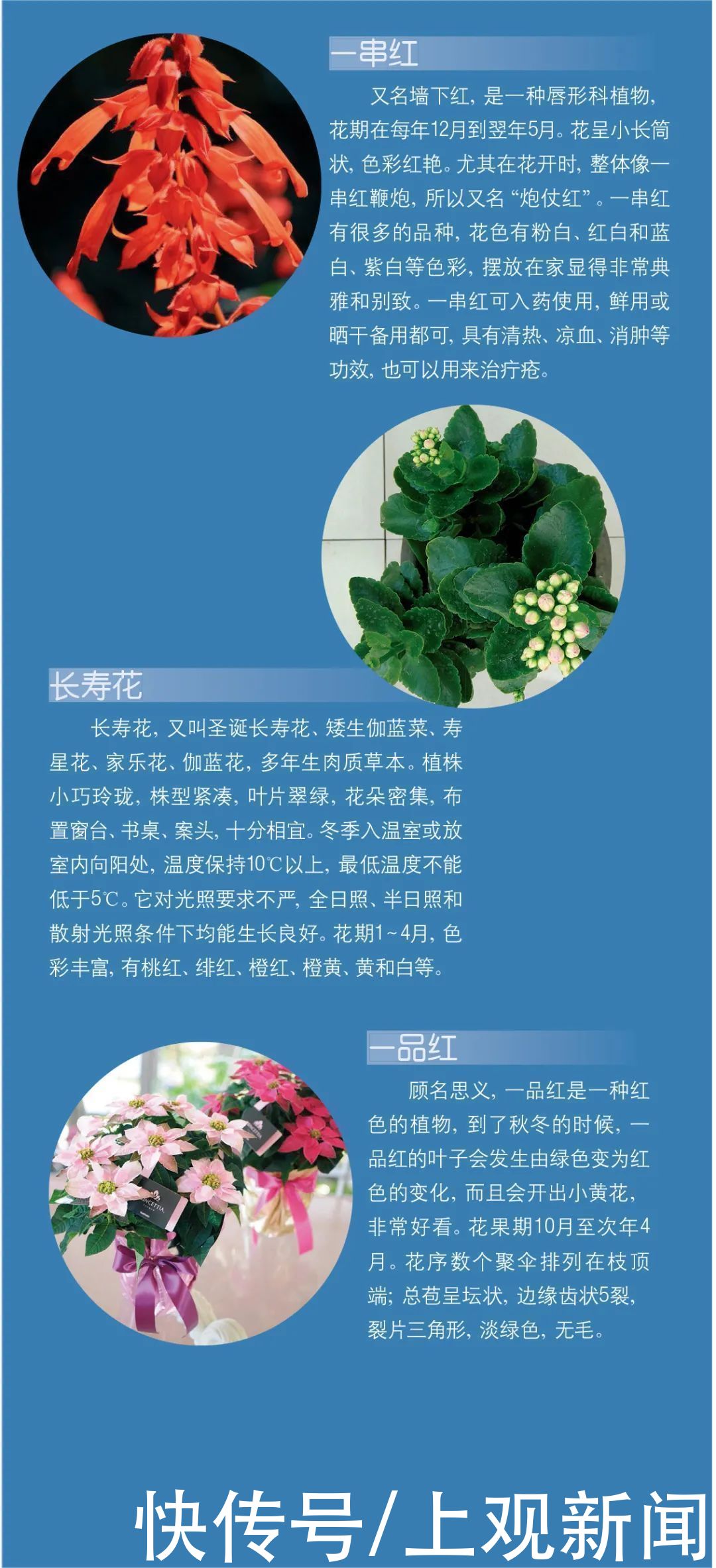  收下|冬天越来越近，家中花花草草怎么养护？请收下这份攻略