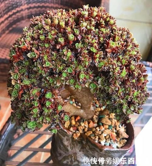 一日三餐|养肉的最高境界,多肉都缀化了,长成了小树桩,像极了孔雀开屏