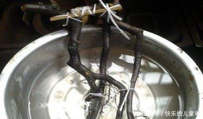 盆景教学：金弹子生桩栽培图解法，一看就懂！