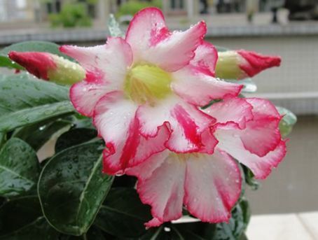 小院无花赏 不如种此后花卉 养在家里仙气十足 花开美观又大气 粉紫色