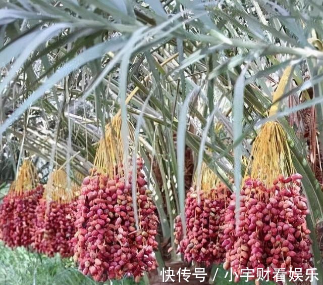 椰枣树|盆栽“枣树”多年,今年终于来一个“大惊喜”,邻居都围观凑热闹