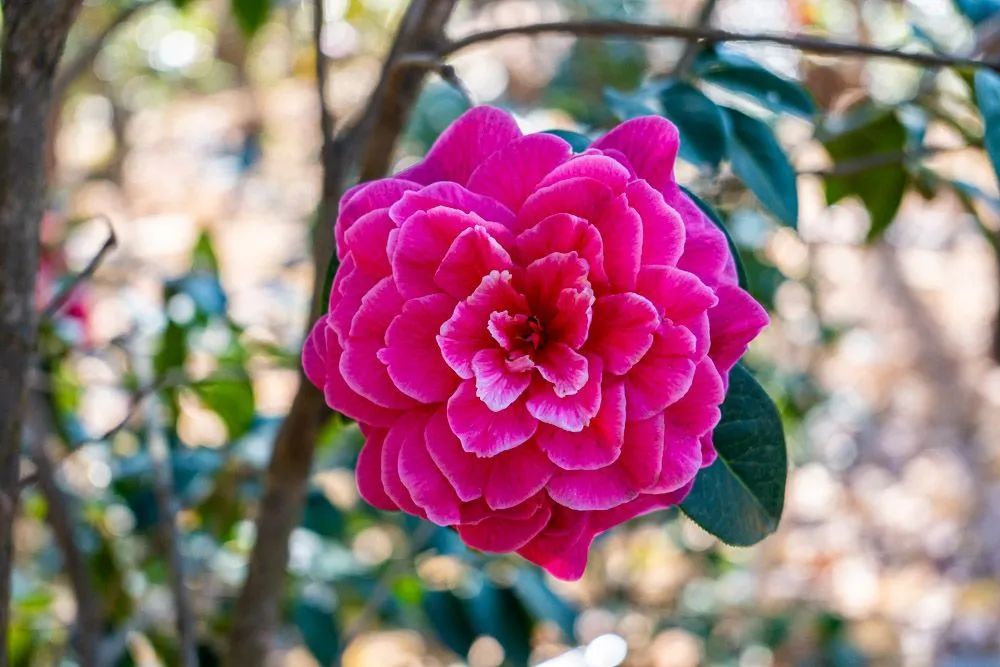 太平新城赏花地图新鲜来袭，一起看这“花花世界”