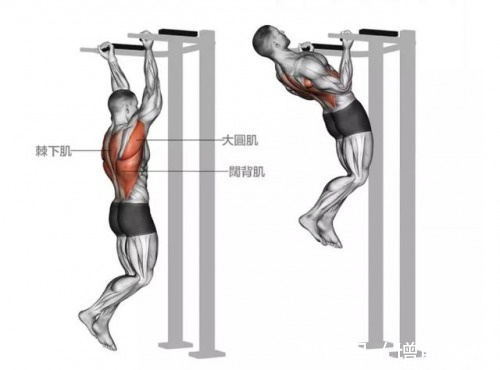 训练|力量训练从哪些动作入手?5个黄金复合动作,适合新手老手
