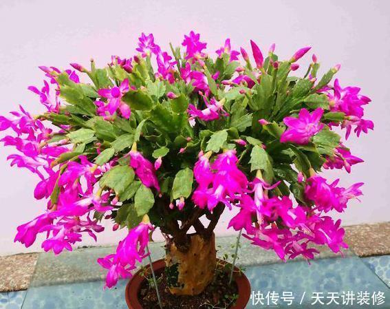 胖嘟嘟|养蟹爪兰做好4点,叶片“胖嘟嘟”,每片叶子长出多个花苞