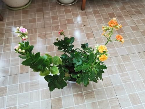 长寿花怎么就长成了豆芽菜？试着做好这几点，叶片肥厚花色艳