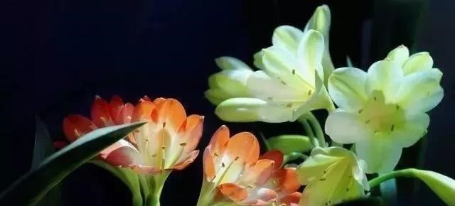 水杨酸|养君子兰,就用4种药,只需埋在花盆中,花剑冒不停,叶绿花还旺