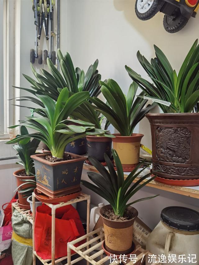 金枝玉叶|7种“富贵花”能活一百年,越养越值钱,家里的“摇钱树”