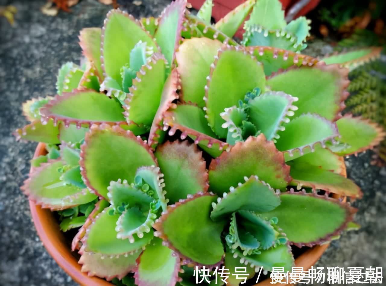 黄丽|6种多肉好养活,夏天不休眠,晒晒太阳红彤彤,度夏也萌